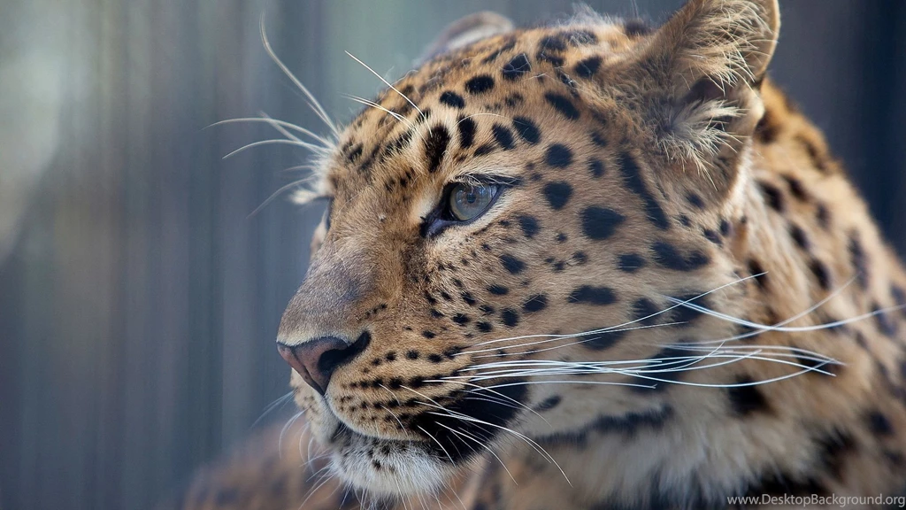 Leopard Snow HD Wallpapers