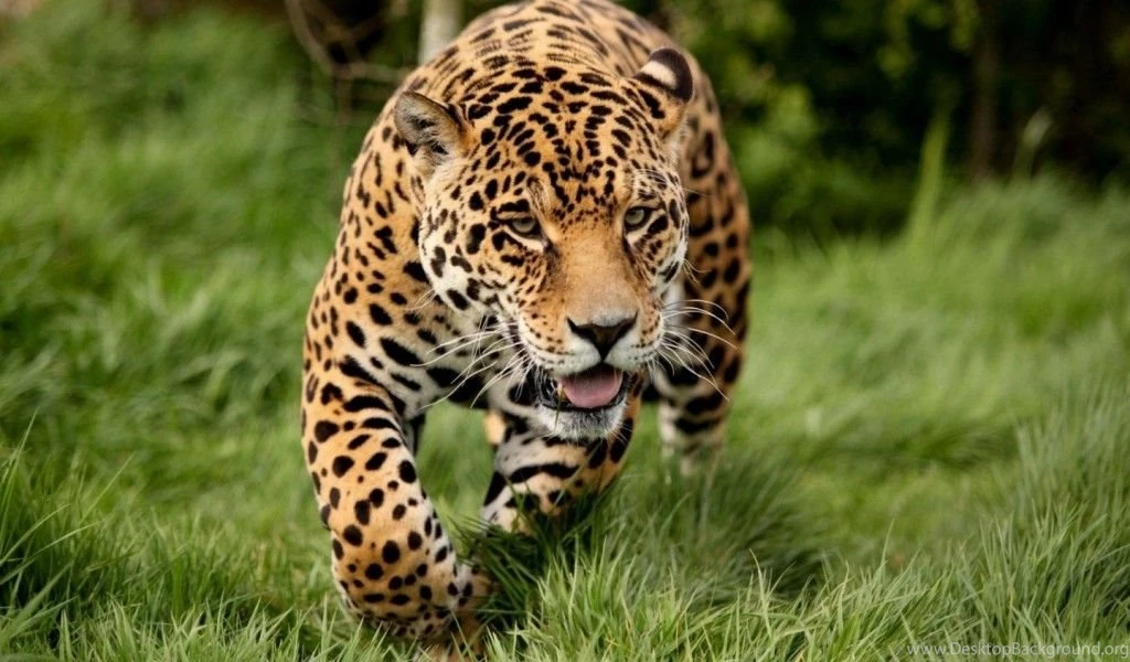 Leopard HD Wallpapers ACR1   Pretty Wallpapers HD