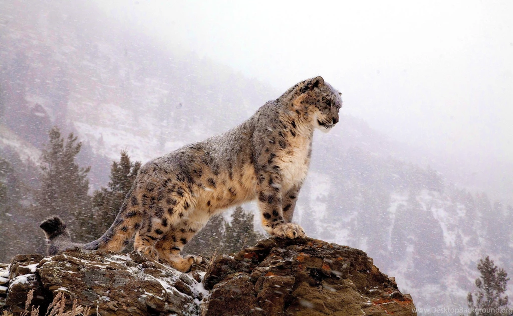 262 Snow Leopard HD Wallpapers