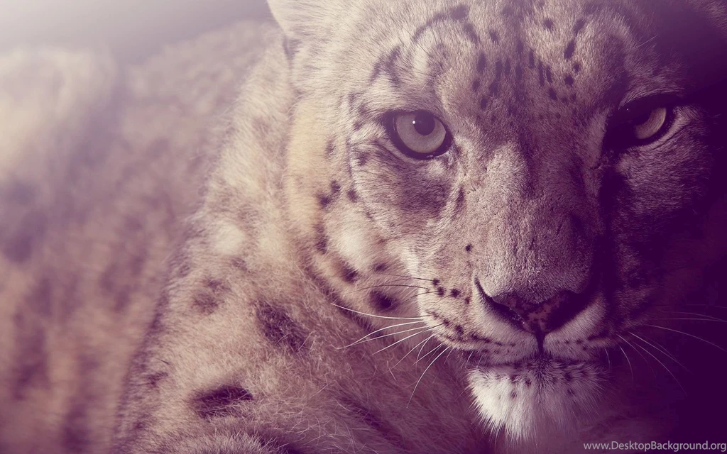 262 Snow Leopard HD Wallpapers