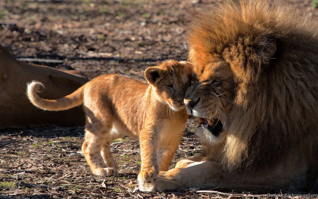 Ultra HD 4K Lion Wallpapers HD, Desktop Backgrounds 3840x2400