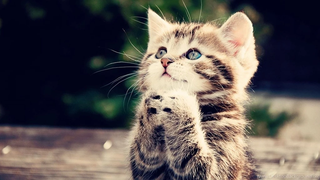 1920x1080px Animal Wallpapers Hd Kitten Rest