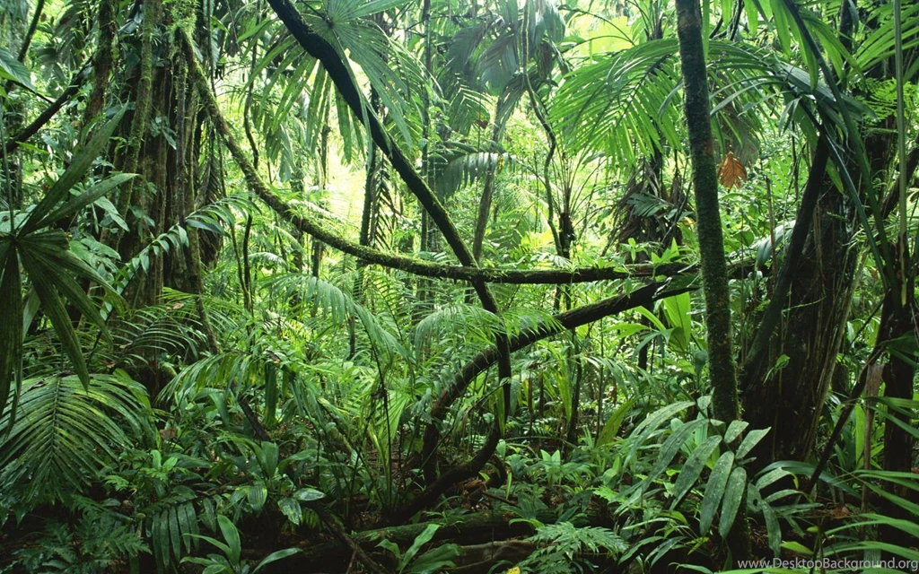 29 Jungle HD Wallpapers