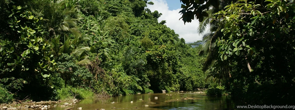 Dual Monitor Background: Tropical Nature, River, Jungle Vegetation