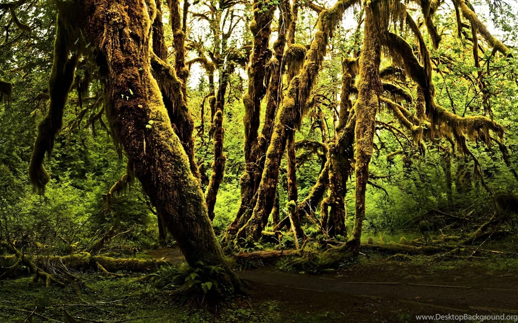 Jungle Computer Wallpapers, Desktop Backgrounds
