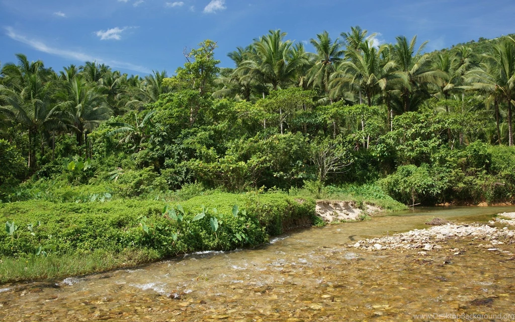 Jungle river nature dsc04048.jpg