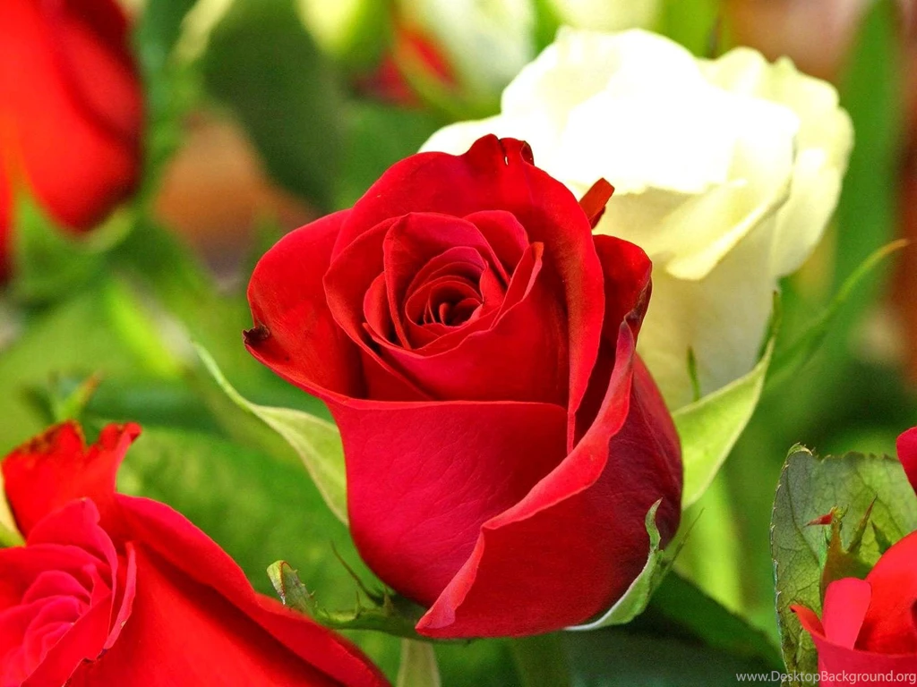 Rose Photos Download For Desktop And Mobile Phones Wallpapers