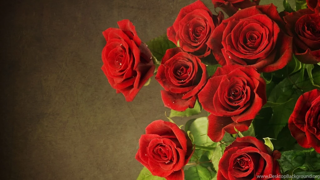 Rose Wallpaper,download Free Wallpaper,free Images
