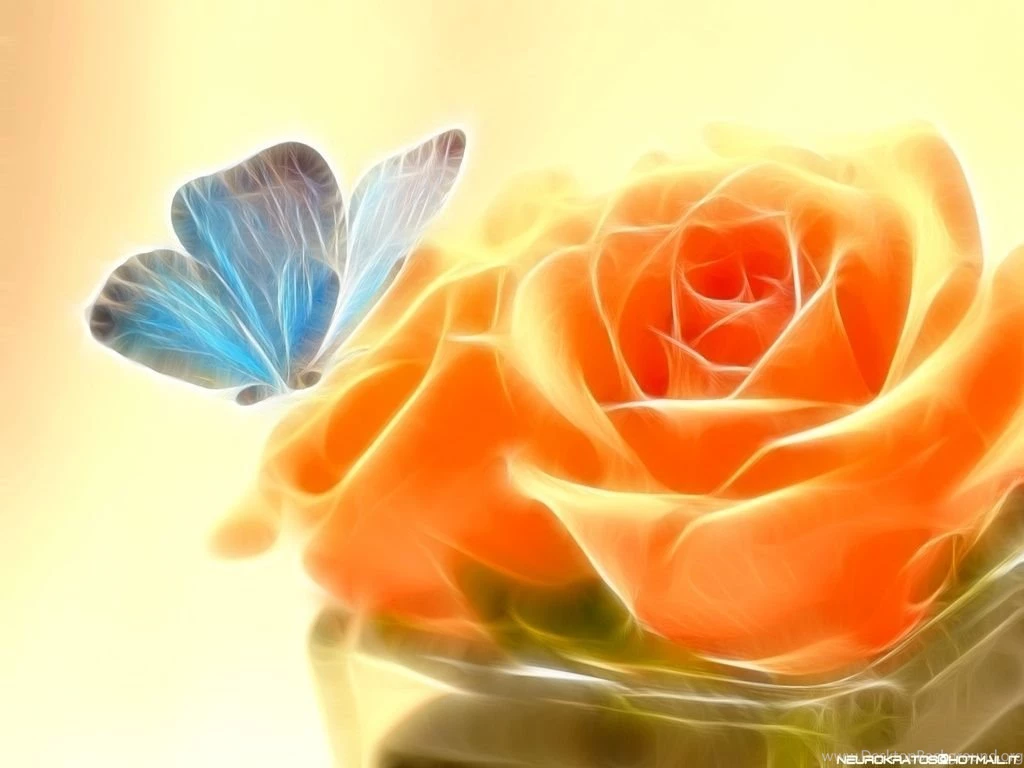 Rose Wallpapers For Mobile Wallpapers HD Fine