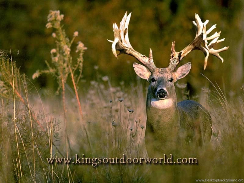 Buck Deer Wallpapers For Computer Image Gallery Lapse Shot