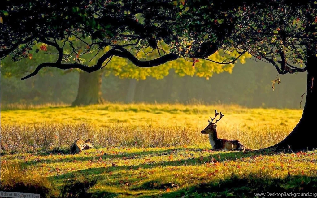 Top 14 Beautiful Deer Wallpapers In Hd