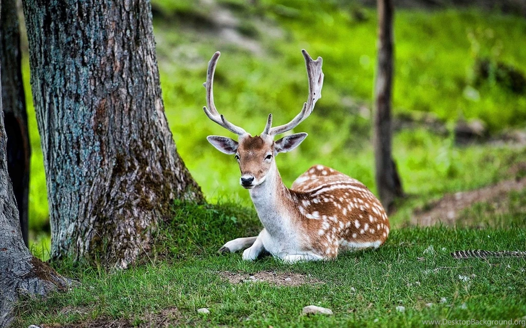 Deer Wallpapers
