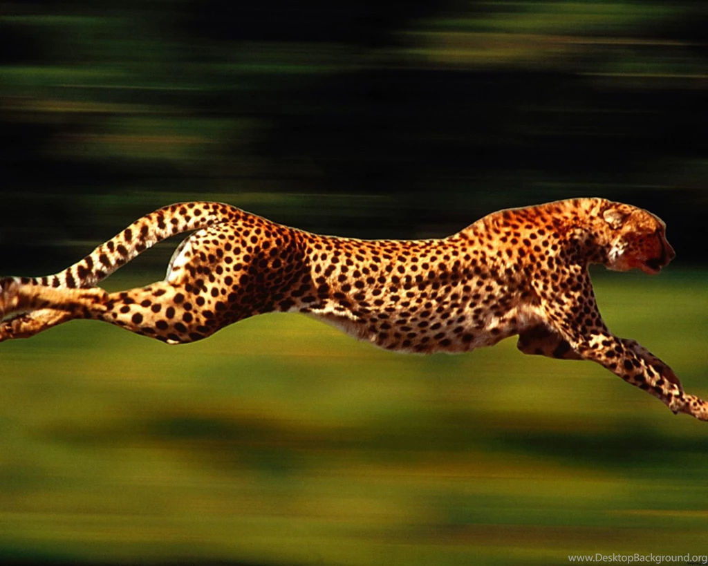 Cheetahs Running Wallpaper.