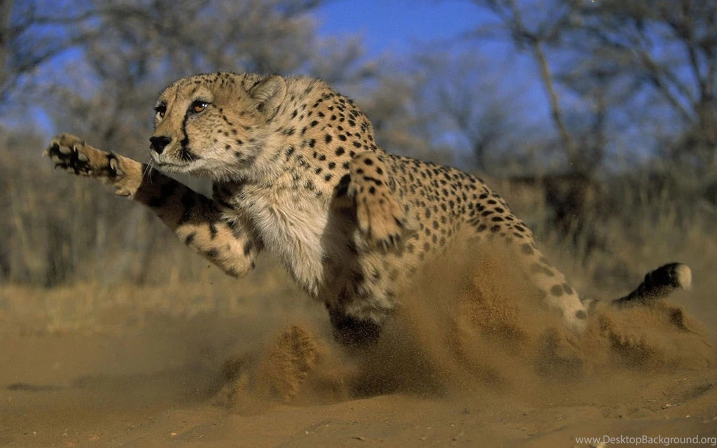 Sitting Cheetah Desktop Wallpapers