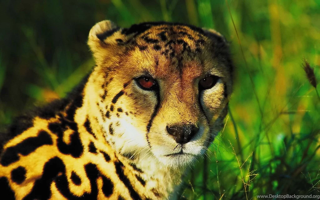 King Cheetah Wallpapers 652609