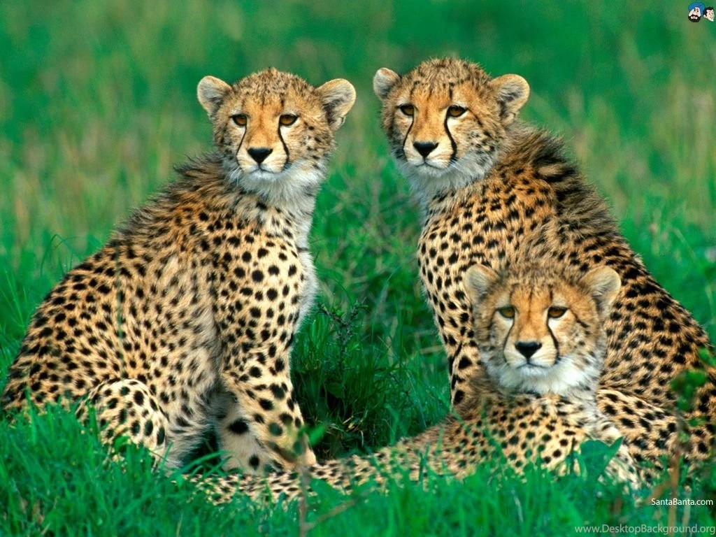Cheetah Wallpapers