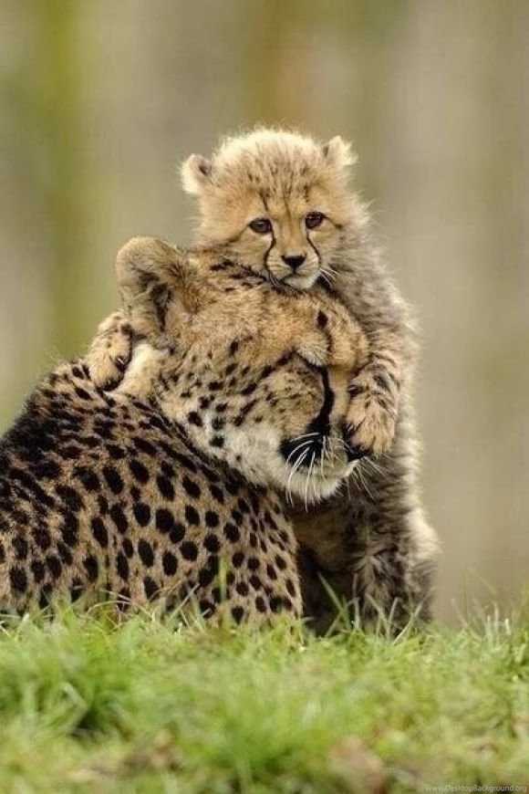 Cheetah With Cub Wallpapers HD Tiger