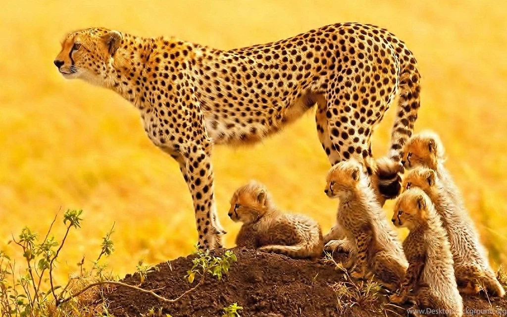 Cheetah Wallpapers Android Apps And Tests AndroidPIT