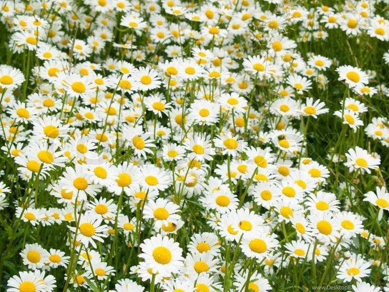 Ox Eye Daisy Backgrounds Meadow