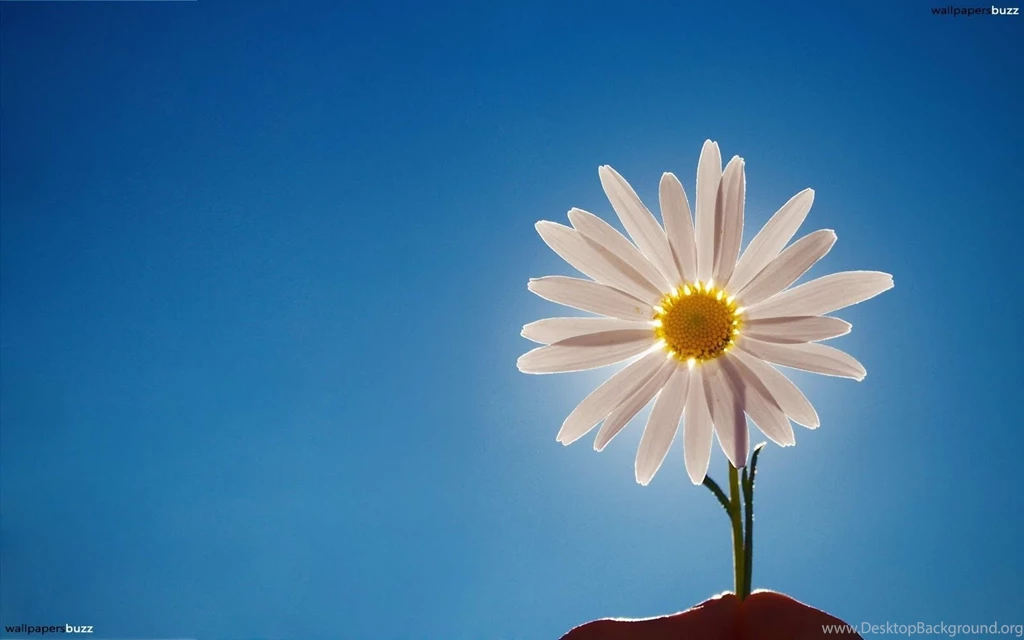 Stella Faulkner: Daisy Backgrounds