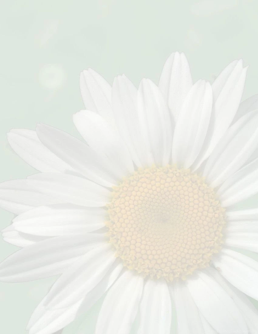 Daisy Backgrounds Page /page_frames/floral/daisy_background_page ...