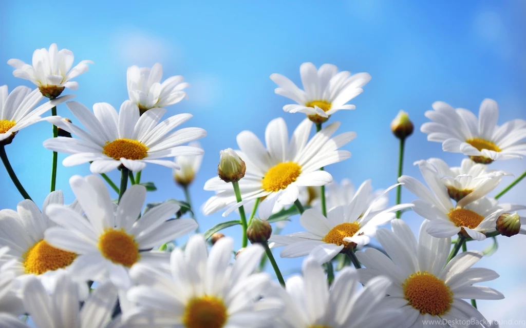 2880x1800px Daisy Wallpaper Backgrounds