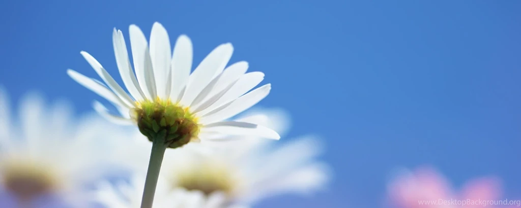 Download Wallpapers 2560x1024 Daisy, Flowers, Petals, Backgrounds ...