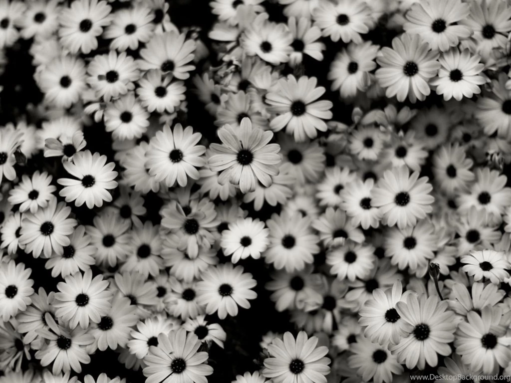 Download Wallpapers 1280x960 Black White, Flowers, Grey, Daisies ...