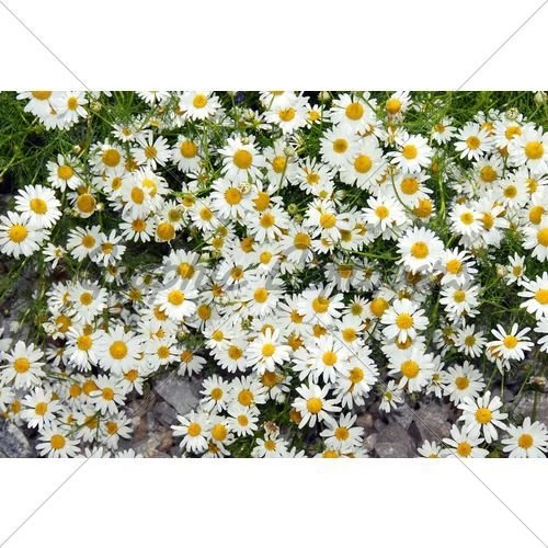 Summer Daisy Backgrounds · GL Stock Images