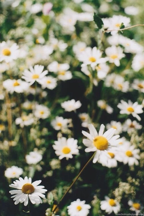 Daisy Wallpapers