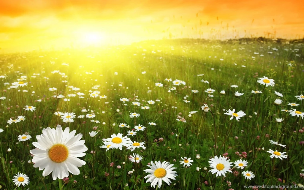 Daisy HD Desktop Backgrounds 9969   HD Wallpapers Site