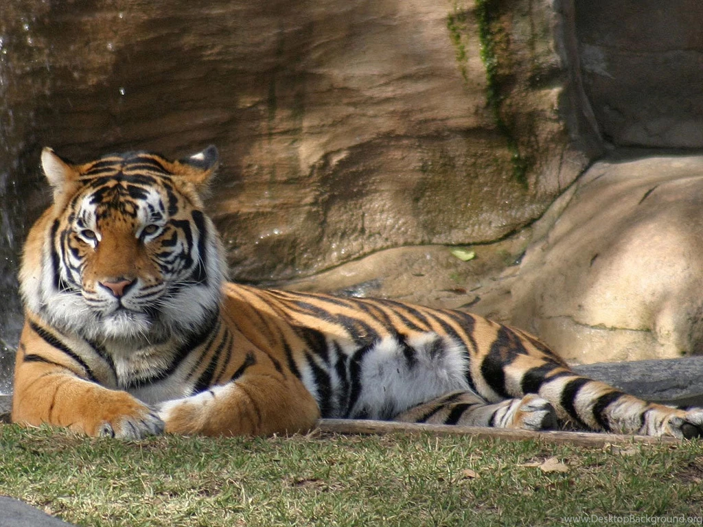Tiger Wallpapers Pack 4 (1600x1200)