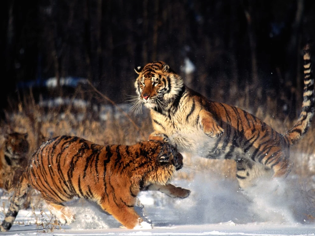 Tigers HD Desktop Wallpapers Universal Unique Tubes