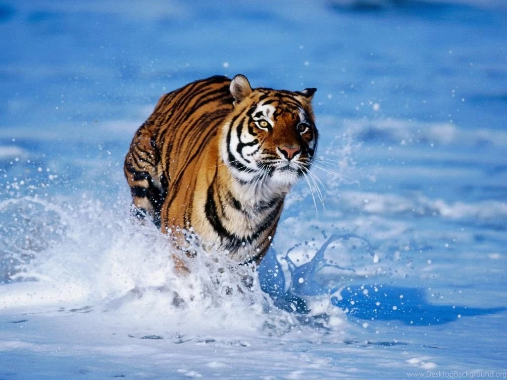 Free Tiger Wallpapers For Desktop Wallpapers Cave