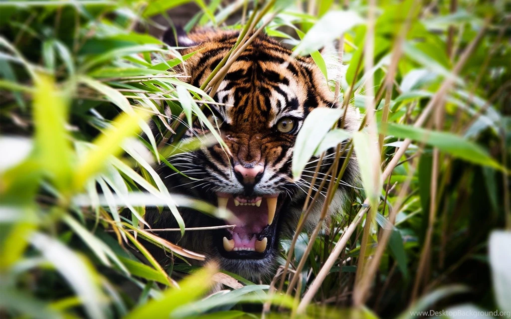Angry tiger images.jpg