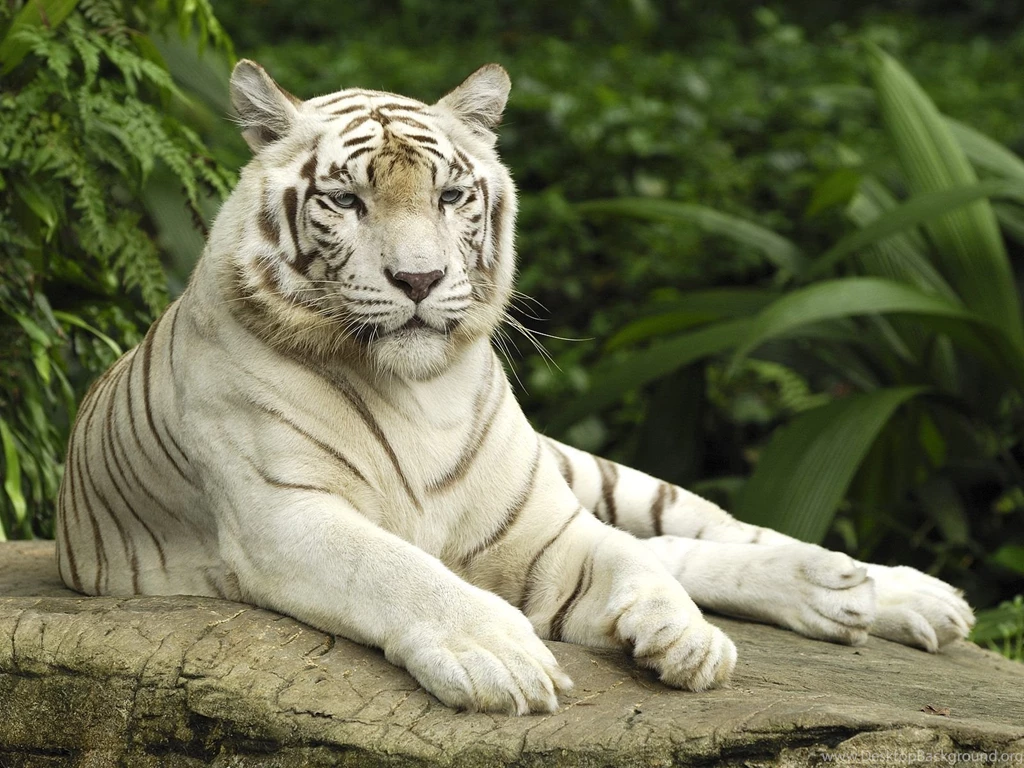 White wolf
