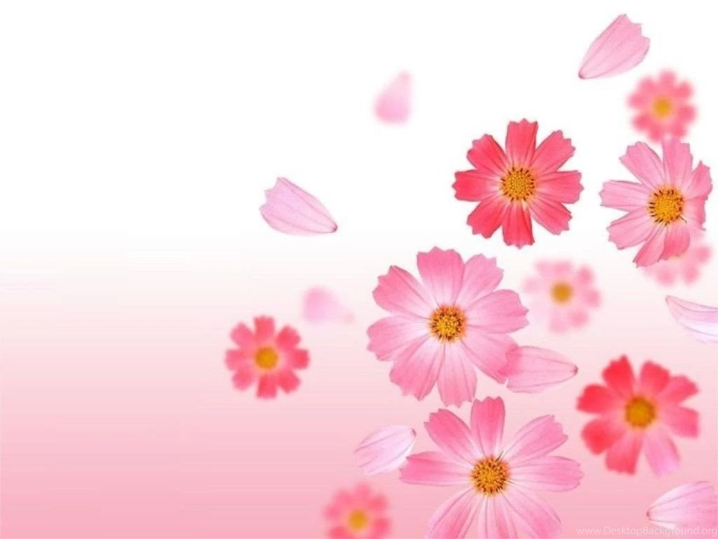 Flower Flowers Wallpapers