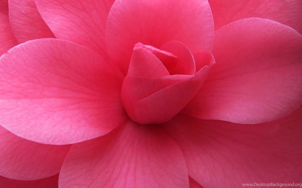 Pink Flowery Wallpapers Desktop Backgrounds