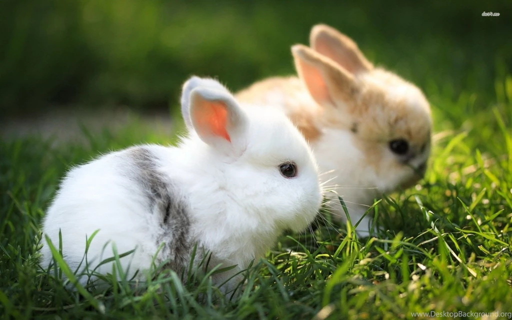 Bunnies In The Grass Wallpapers Animal Wallpapers