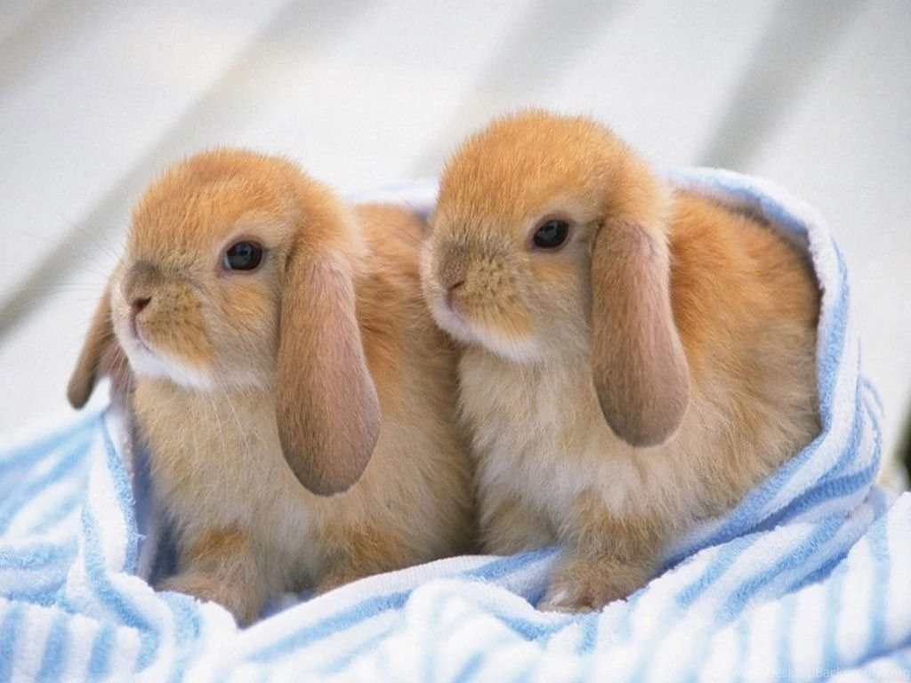 Baby Rabbit Cute Wallpapers