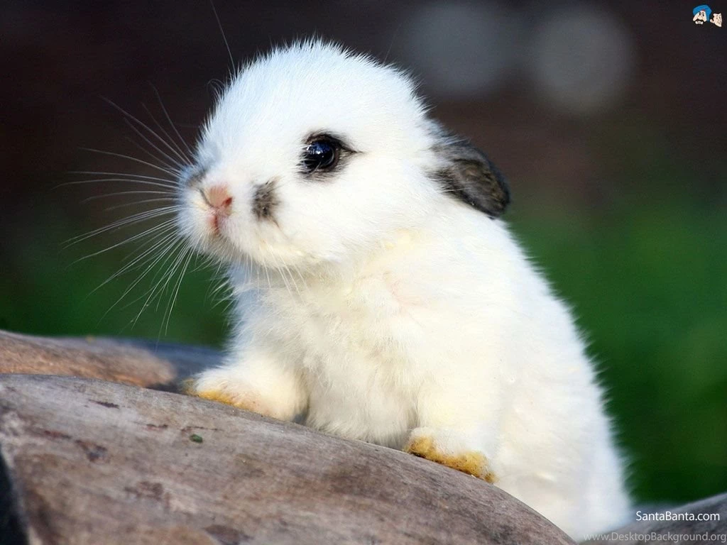 Rabbits Wallpapers