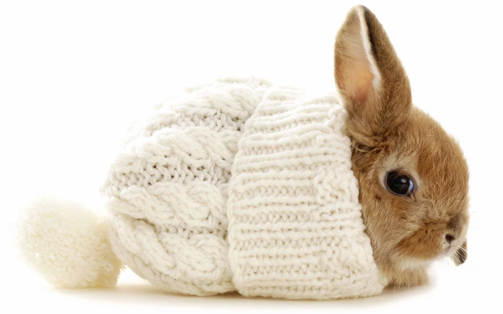 Baby Bunny Wallpapers Wallpapers Cave