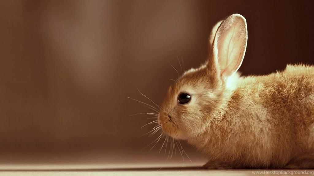 Bunny Wallpapers Bunny Rabbits Wallpapers 149131 Fanpop