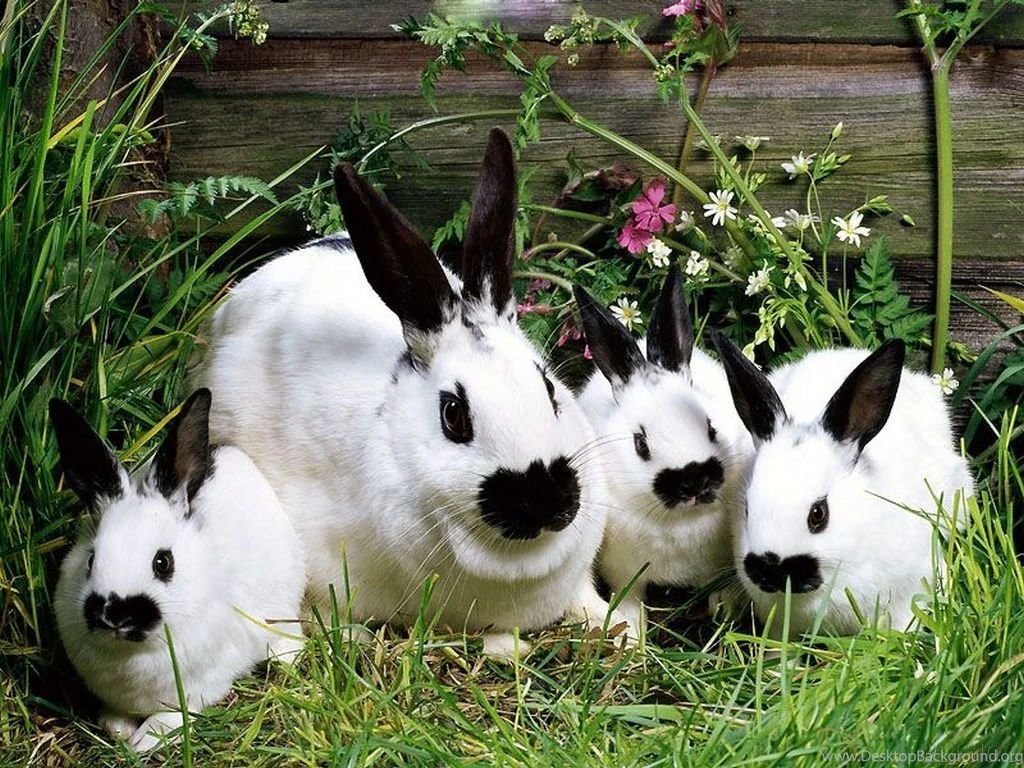 Bunny Wallpapers Bunny Rabbits Wallpapers (149128) Fanpop