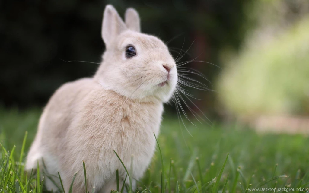 Rabbit Wallpapers >> Backgrounds With Quality HD