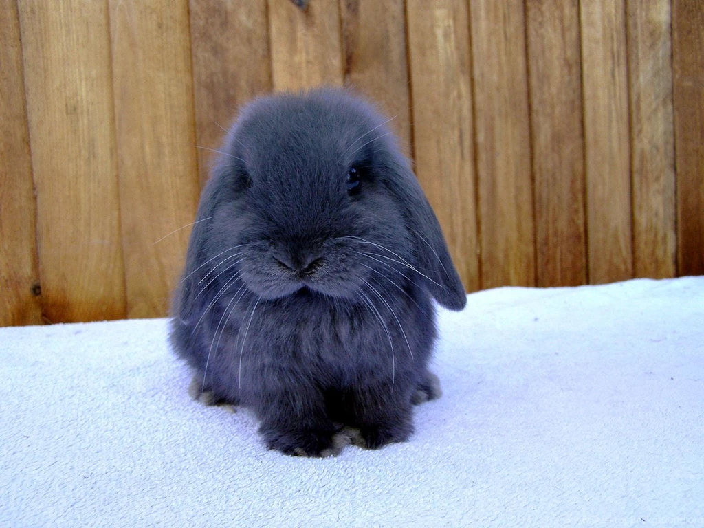 Free Wallpapers Cute Blue Bunny Cute Rabbit