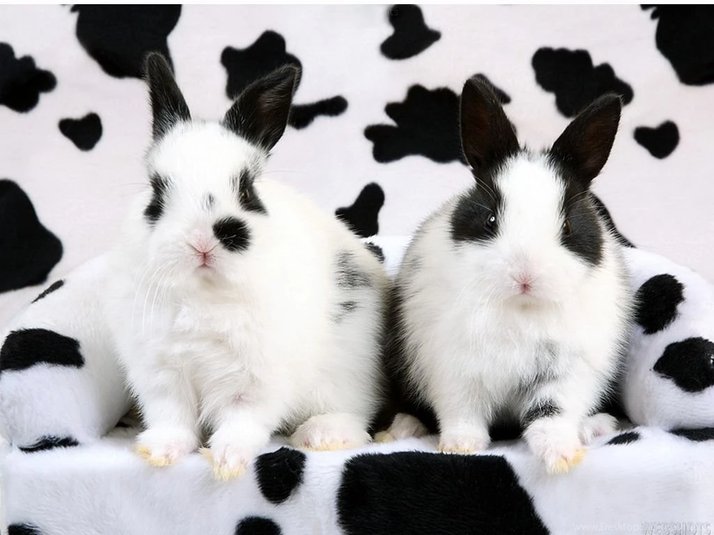 Bunny Wallpapers Bunny Rabbits Wallpapers (149127) Fanpop