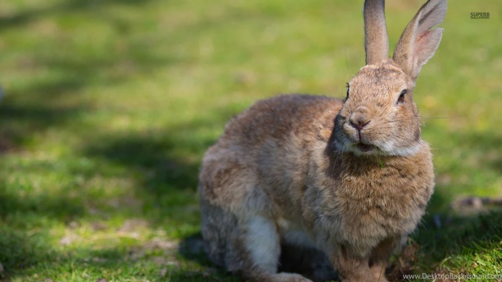 Rabbit Bunny Rabbits Wallpapers (38714086) Fanpop
