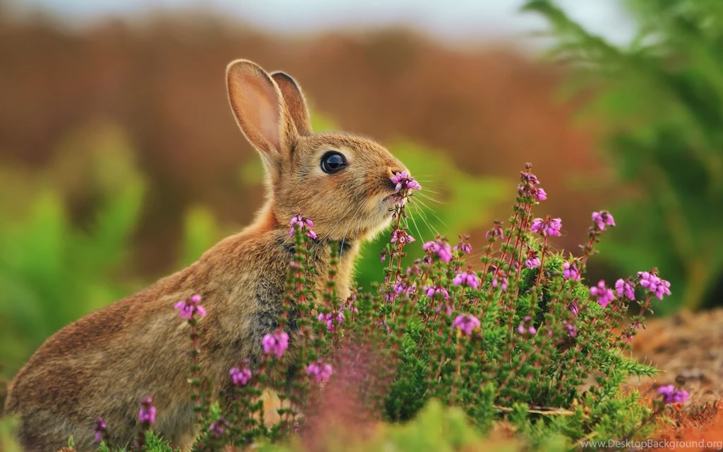 Rabbit Nose Flowers Wallpapers