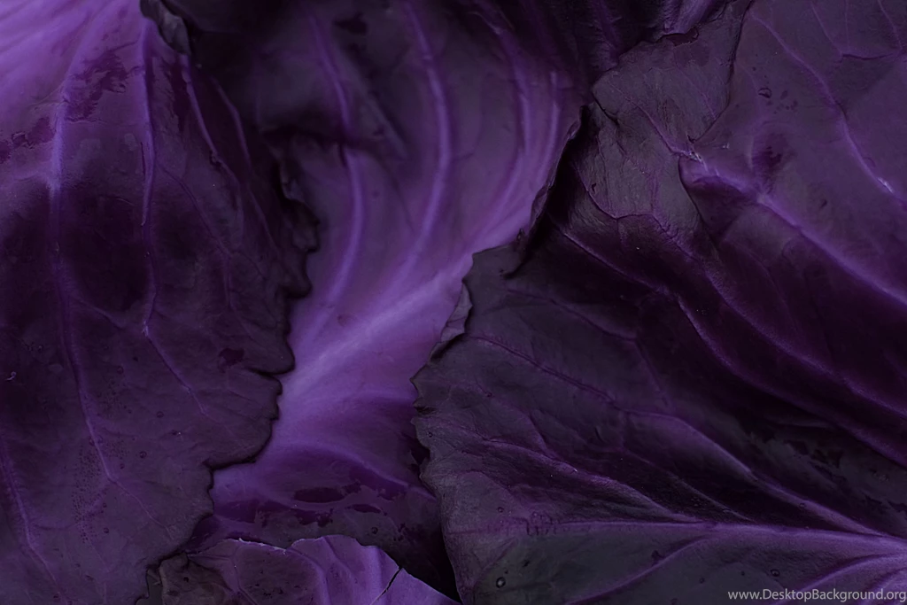 Purple Cabbage Leaves Backgrounds Foto Du Jour